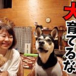 必要以上に話しかけて育てられた犬はこちらです【過保護犬】