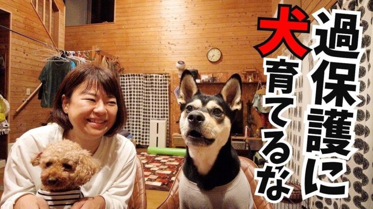 必要以上に話しかけて育てられた犬はこちらです【過保護犬】