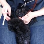 犬の幼稚園 ペペくんとトレーニング