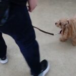 犬の幼稚園 れあちゃんとトレーニング