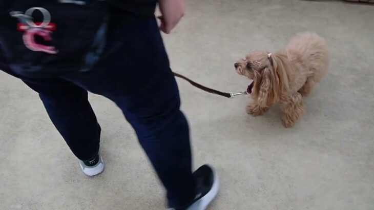 犬の幼稚園 れあちゃんとトレーニング