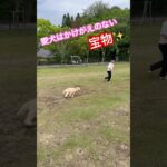 【説明欄みて】愛犬はかけがえのない宝物だよね♪ #犬のしつけ #ドッグトレーニング　＃愛犬