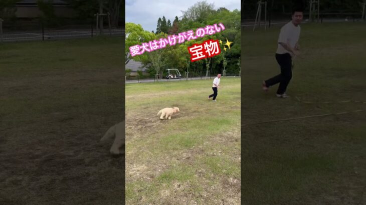 【説明欄みて】愛犬はかけがえのない宝物だよね♪ #犬のしつけ #ドッグトレーニング　＃愛犬