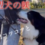 【バーニーズマウンテンドッグ】大型犬のしつけ　毎日コツコツが重要？【大型犬のしつけ】【犬のしつけ】