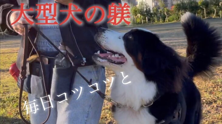 【バーニーズマウンテンドッグ】大型犬のしつけ　毎日コツコツが重要？【大型犬のしつけ】【犬のしつけ】