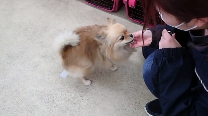 犬の幼稚園 くるみちゃんとトレーニング