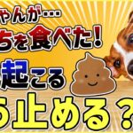 【犬 食糞】環境次第ですぐに止められる？！ワンちゃんがう〇ちを食べる食糞行動！