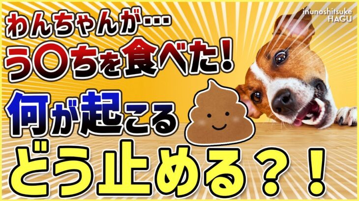 【犬 食糞】環境次第ですぐに止められる？！ワンちゃんがう〇ちを食べる食糞行動！