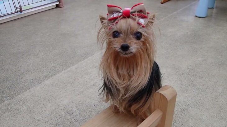 犬の幼稚園 花ちゃんとトレーニング