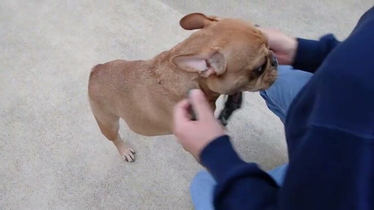 犬の幼稚園 レオくんとトレーニング