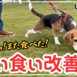 【犬しつけ】【拾い食い】たった３０分の練習で拾い食い改善！【ビーグル】