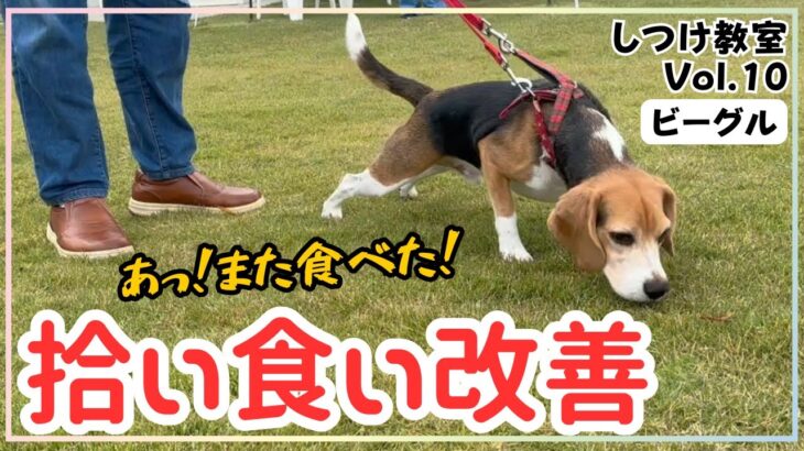 【犬しつけ】【拾い食い】たった３０分の練習で拾い食い改善！【ビーグル】