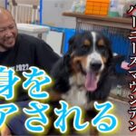 【無理】超大型犬の全身ケアが大変すぎるから見てくれwww