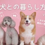 01【衝撃！】犬のしつけに必要な5つの道具と使い方！これを知らないと犬との関係が悪化するかも…!