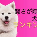 09必見！犬のしつけのプロフェッショナルが明かす、賢さが際立つ犬種ランキング！その秘密とは！