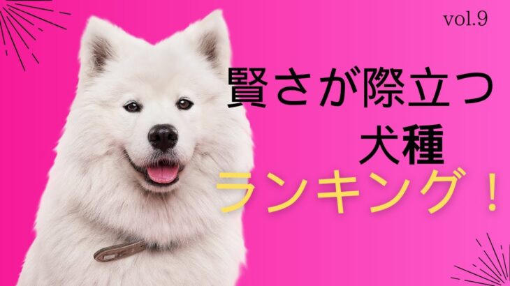 09必見！犬のしつけのプロフェッショナルが明かす、賢さが際立つ犬種ランキング！その秘密とは！