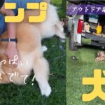 犬連れキャンパーの1日！【五光牧場オートキャンプ場】にゴールデンレトリバーとワイマラナーを連れて行ってきた！