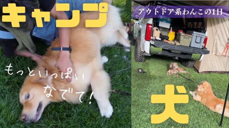 犬連れキャンパーの1日！【五光牧場オートキャンプ場】にゴールデンレトリバーとワイマラナーを連れて行ってきた！