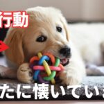 犬が懐いている人にしか見せない行動10選を徹底解説