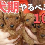 【犬のしつけ】子犬期に絶対教えたいしつけ10選！トレーニングとしつけ方法を成長動画と一緒に紹介！トイプードルブリーダー