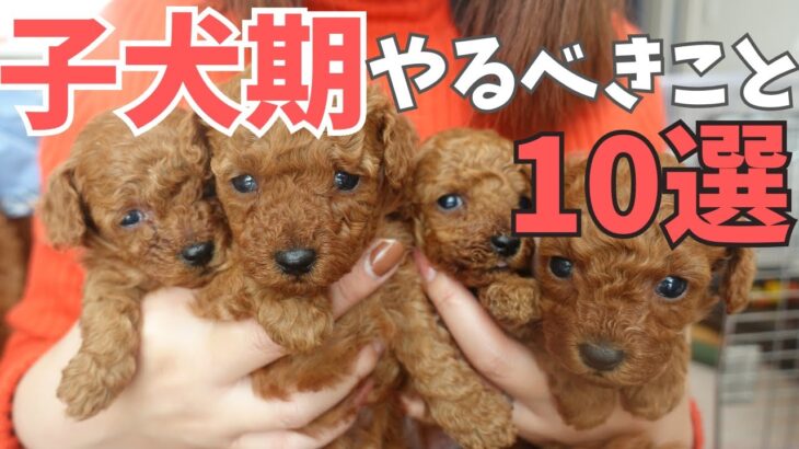 【犬のしつけ】子犬期に絶対教えたいしつけ10選！トレーニングとしつけ方法を成長動画と一緒に紹介！トイプードルブリーダー