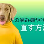 10【衝撃！】犬の噛み癖や吠え癖を治すのに効果的な6つの方法を大公開！