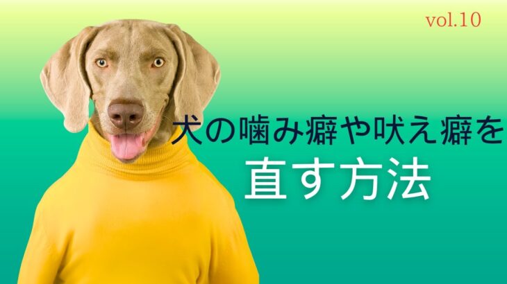 10【衝撃！】犬の噛み癖や吠え癖を治すのに効果的な6つの方法を大公開！