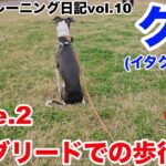 【イタグレ♂１歳】グーのパピートレーニング日記〈第10弾〉Case.2 ロングリードでの歩行練習　いぬプロ　inupro　パピートレーニング　子犬　しつけ