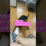 楽しそうにしつけをされる生後2ヶ月の子犬#ビーダックス#しゃるる