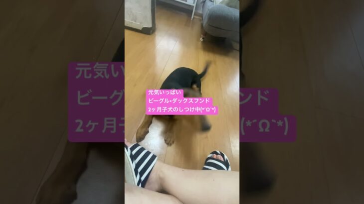 楽しそうにしつけをされる生後2ヶ月の子犬#ビーダックス#しゃるる