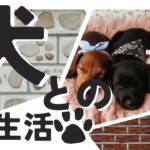 26【必見！】犬との新生活スタートガイド！幸せな共存への秘訣とは…！