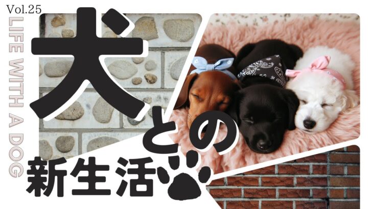 26【必見！】犬との新生活スタートガイド！幸せな共存への秘訣とは…！