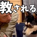 説教される犬　3度目の正直なるか？【犬のしつけ】