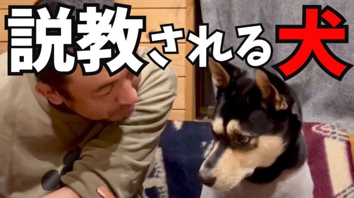 説教される犬　3度目の正直なるか？【犬のしつけ】