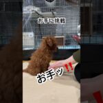 お手の練習#犬#トイプードル##3ヶ月#しつけ#トレーニング#お座り#ご褒美