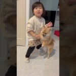 3歳児のしつけ教室！？#3歳女の子 #ポメラニアン #子犬