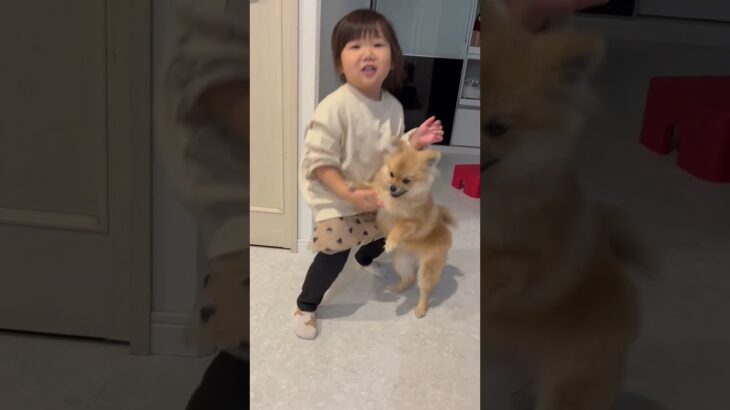 3歳児のしつけ教室！？#3歳女の子 #ポメラニアン #子犬