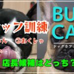 ＃4 スタッフ訓練　犬しつけ（お座り）（お手）（タッチ）BULL CAFE定員に向けて特訓！