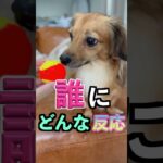 天才な犬だけが見せる行動4選 #shorts