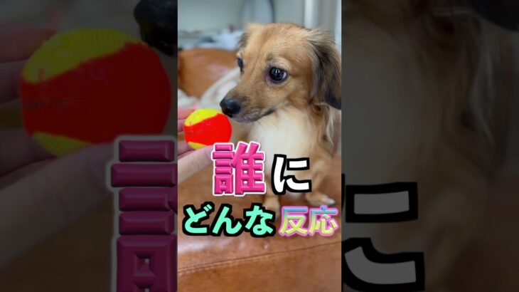 天才な犬だけが見せる行動4選 #shorts