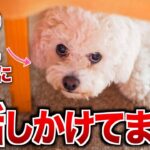 犬があなたに話しかけているサイン5選