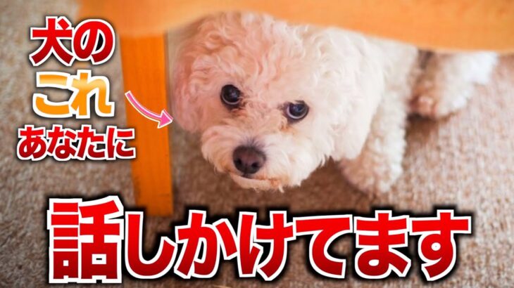 犬があなたに話しかけているサイン5選