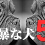 凶暴な犬5選！特徴や危険性、飼う際の注意点