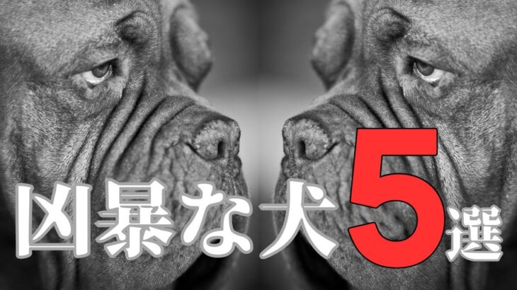 凶暴な犬5選！特徴や危険性、飼う際の注意点