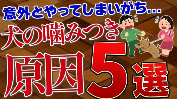 【噛みつきしつけ】愛犬が突然噛み付いてくる原因5選【犬プロ解説】