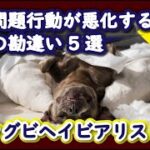 犬の問題行動が悪化する行動の勘違い5選 ：DOGGY STATION Vol./犬のしつけ・問題行動・犬の心理学・犬の行動学・ドッグビヘイビアリスト