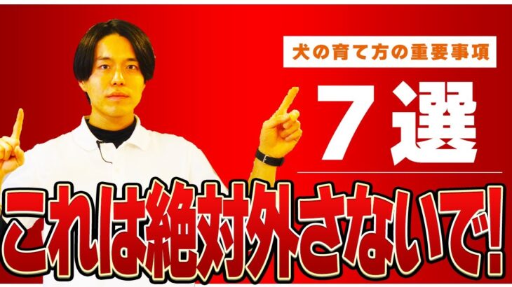 【ここは外せない】プロドッグトレーナーが犬の育て方のポイント7選を紹介！！