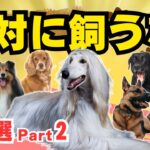 【本当はヤバイ人気犬種 8選 part2】飼いにくくて後悔している理由を解説！