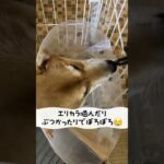 ASMR?水分補給の音#柴犬#しばいぬ#赤柴#柴犬のいる暮らし#しつけ#shibainu#dog#水分補給#エリザベスカラー