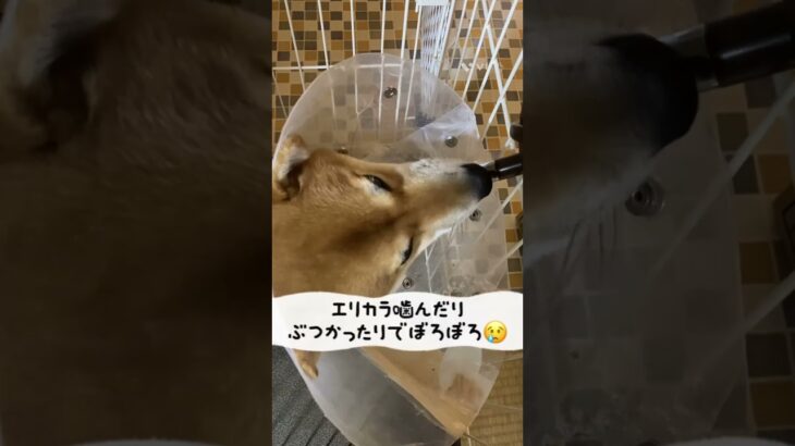 ASMR?水分補給の音#柴犬#しばいぬ#赤柴#柴犬のいる暮らし#しつけ#shibainu#dog#水分補給#エリザベスカラー